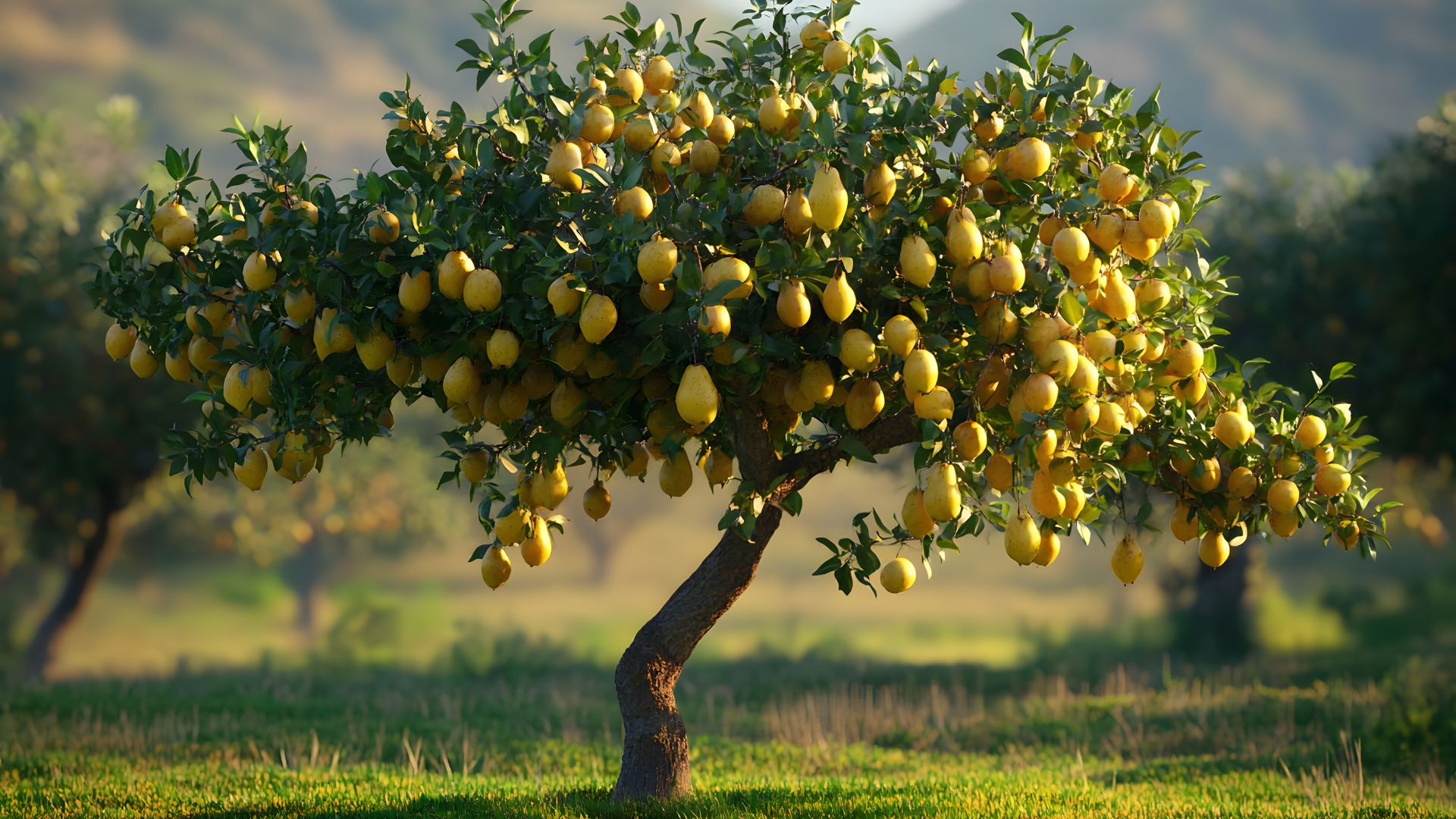 limonero